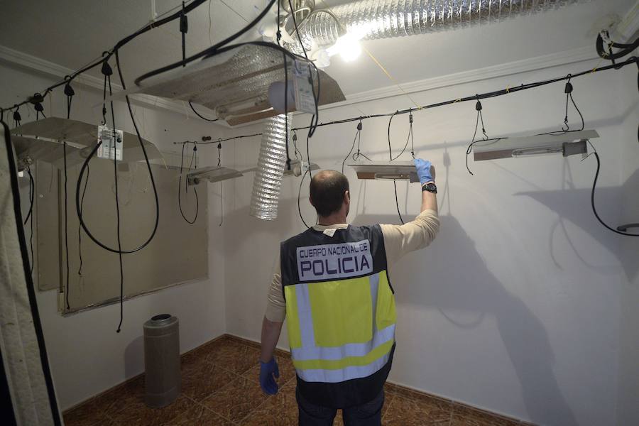Una veintena de detenidos en un nuevo golpe contra el cultivo de &#039;maría&#039;