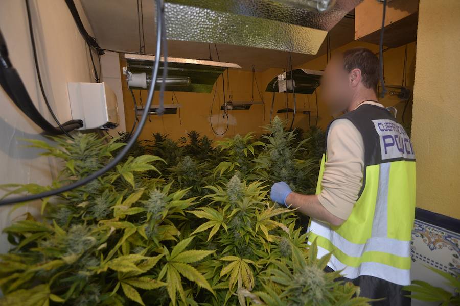 Una veintena de detenidos en un nuevo golpe contra el cultivo de &#039;maría&#039;