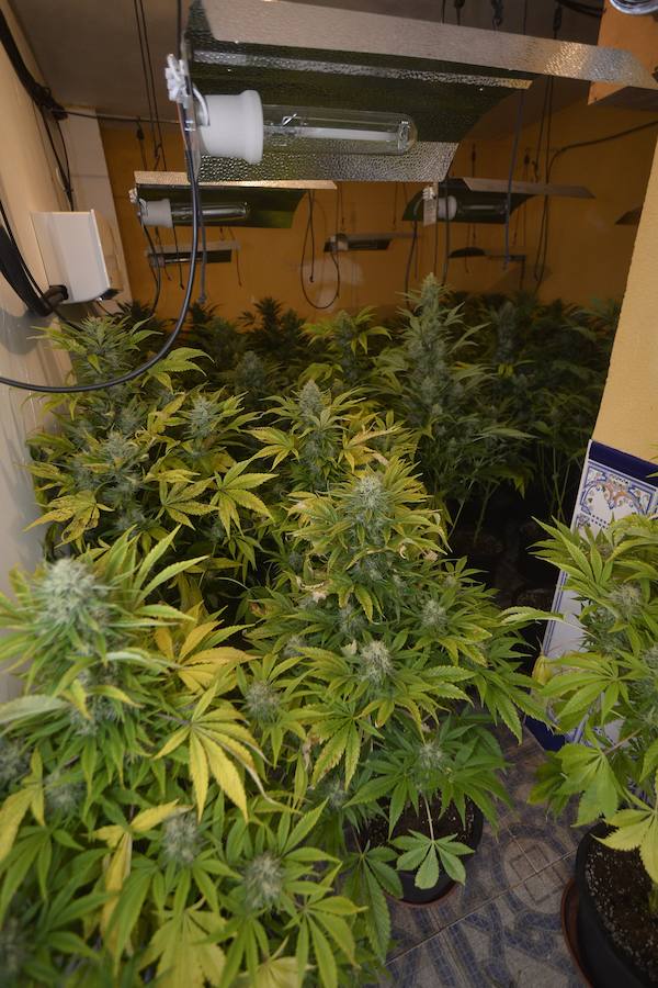 Una veintena de detenidos en un nuevo golpe contra el cultivo de &#039;maría&#039;