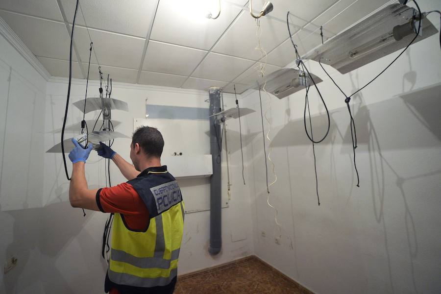 Una veintena de detenidos en un nuevo golpe contra el cultivo de &#039;maría&#039;