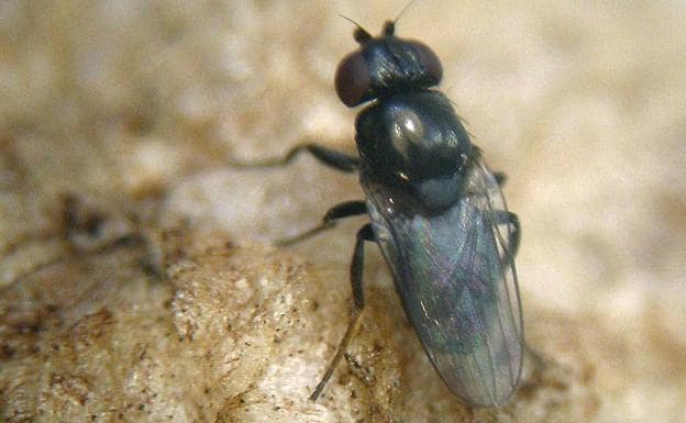 5 remedios caseros para espantar a las moscas | La Verdad