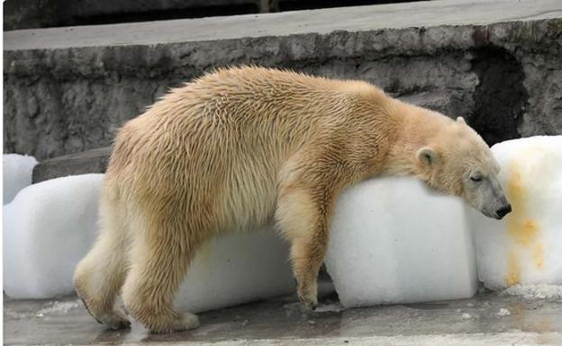 Así sobrevive un oso polar a 40º en un zoológico