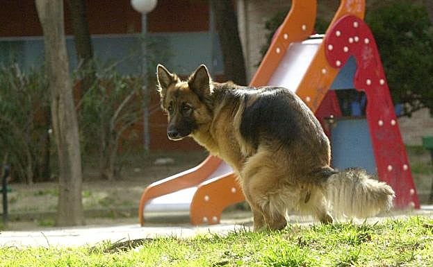 Un perro se dispone a evacuar.