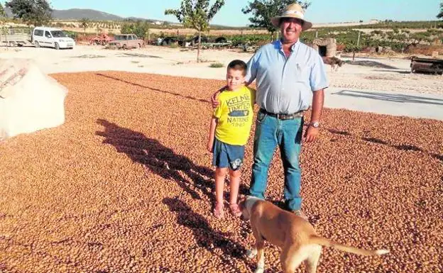 El agricultor del campo del Cagitán de Mula Pedro Martínez, con su hijo, sobre un lecho de almendras, ayer.