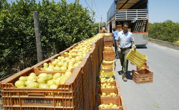 Recogida de cítricos para exporatción. 