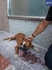 Se busca al dueño de este perro perdido en Murcia