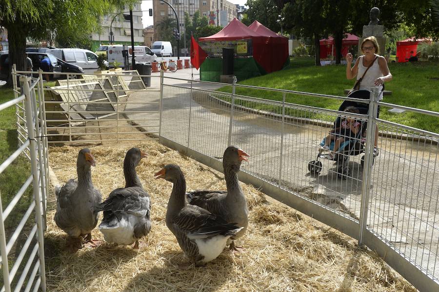 El Ayuntamiento fomenta la adopción de mascotas con una muestra en los jardines de la avenida Teniente Flomesta