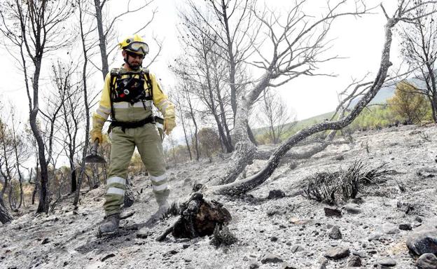 Un agente forestal en el terreno quemado por el incendio de Calasparra, el pasado mes de julio. 