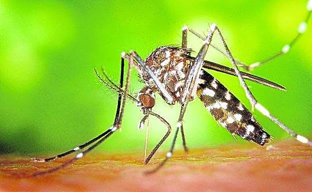 El mosquito tigre se hace inmune a los insecticidas