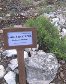 Imagen secundaria 2 - Monumento de Miguel Llamas a la sabina milenaria, parte del jardín botánico y un ejemplar de sabina rastrera.