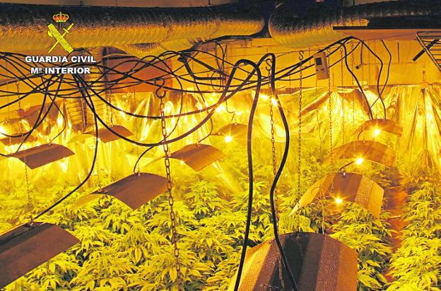 Las plantas de marihuana en la nave descubierta en Calasparra.