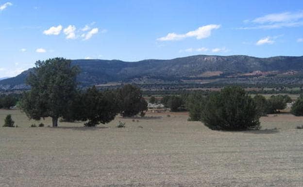 Sabinas junto a la carretera de El Sabinar a Calar de la Santa.