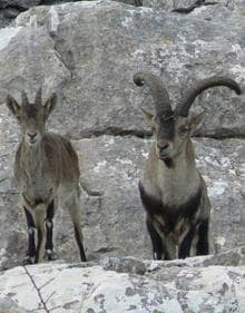 Imagen secundaria 2 - El Calar de la Santa y una pareja de cabras montesas.