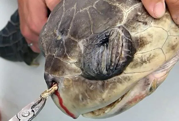 Millón y medio de animales marinos, desde tortugas a peces o ballenas, mueren cada año después de ingerir plástico. 