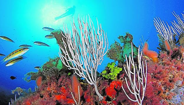 La gorgonia blanca ('Eunicella singularis') es una de las especies más afectada por el aumento prolongado de la temperatura del Mediterráneo.
