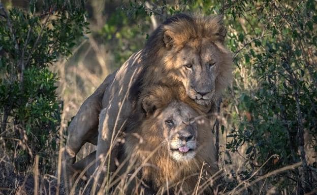 Indignación en Kenia por una fotografía que muestra a dos leones macho  copulando | La Verdad