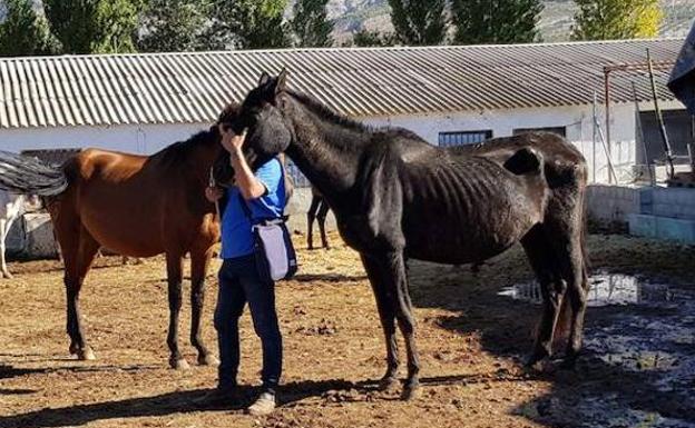 Aspecto de desnutrición que presentan algunos caballos de esta granja de Dúrcal.