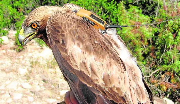 El águila calzada 'Ainhoa', equipada con un emisor GPS, en el verano de 2013 en la Sierra de Lavia.