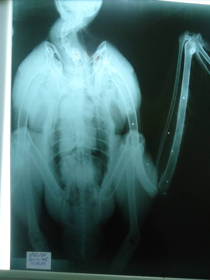 El ave de presa abatida por un cazador en el Barranco de la Hoz busca nuevos territorios tras ser rehabilitada en el Centro de Recuperación de Fauna Silvestre de El Valle