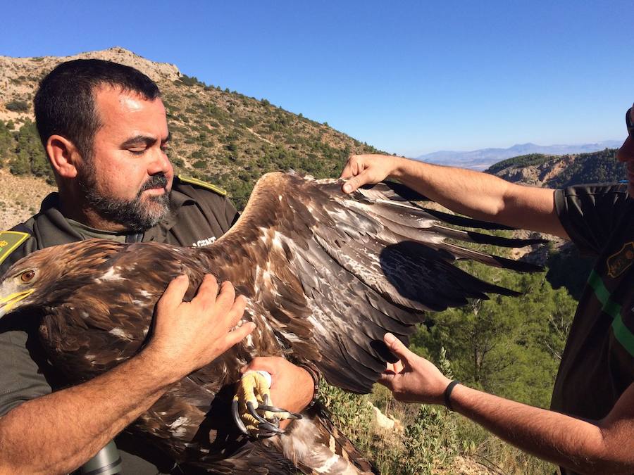 El ave de presa abatida por un cazador en el Barranco de la Hoz busca nuevos territorios tras ser rehabilitada en el Centro de Recuperación de Fauna Silvestre de El Valle
