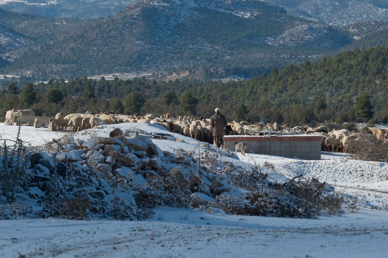 Las sierras de La Muela, del Cerezo, Los Álamos y Villafuerte y las pedanías altas de Moratalla y Caravaca se tiñen de blanco