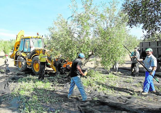 Una cuadrilla de jornaleros realiza tareas de recolección en un olivar.