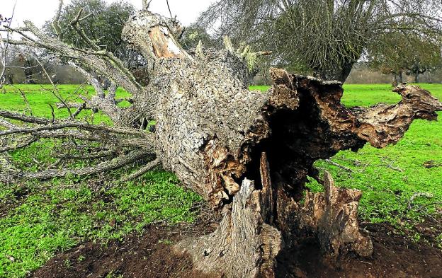 Las plagas que sufren las encinas del campo salmantino y extremeño ponen en peligro el futuro de las dehesas.
