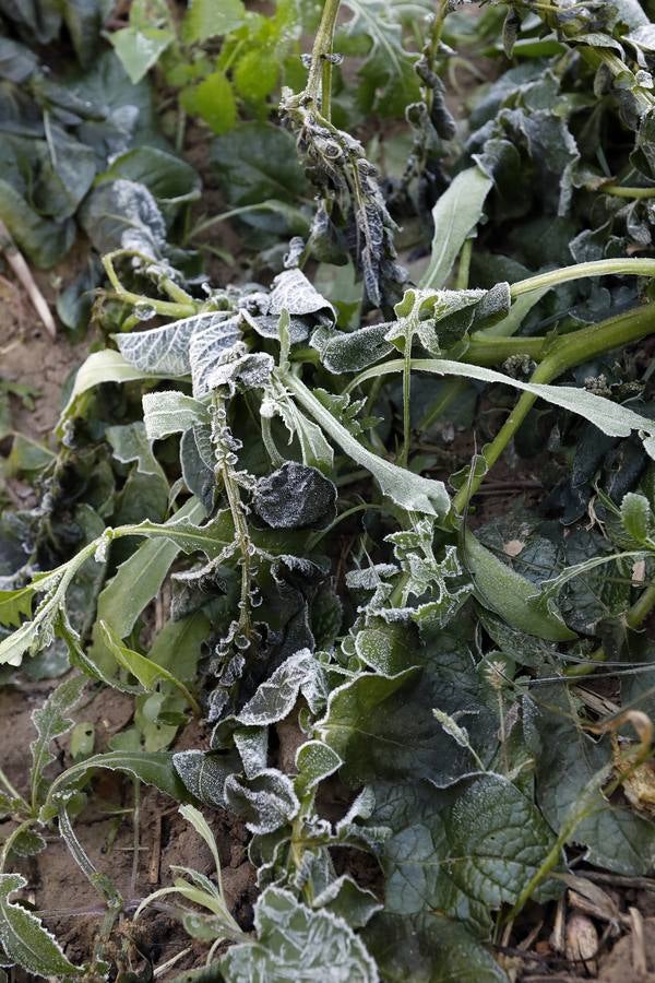 Las heladas han provocado daños millonarios en los cultivos, principalmente en la zona del Guadalentín y el Campo de Cartagena 
