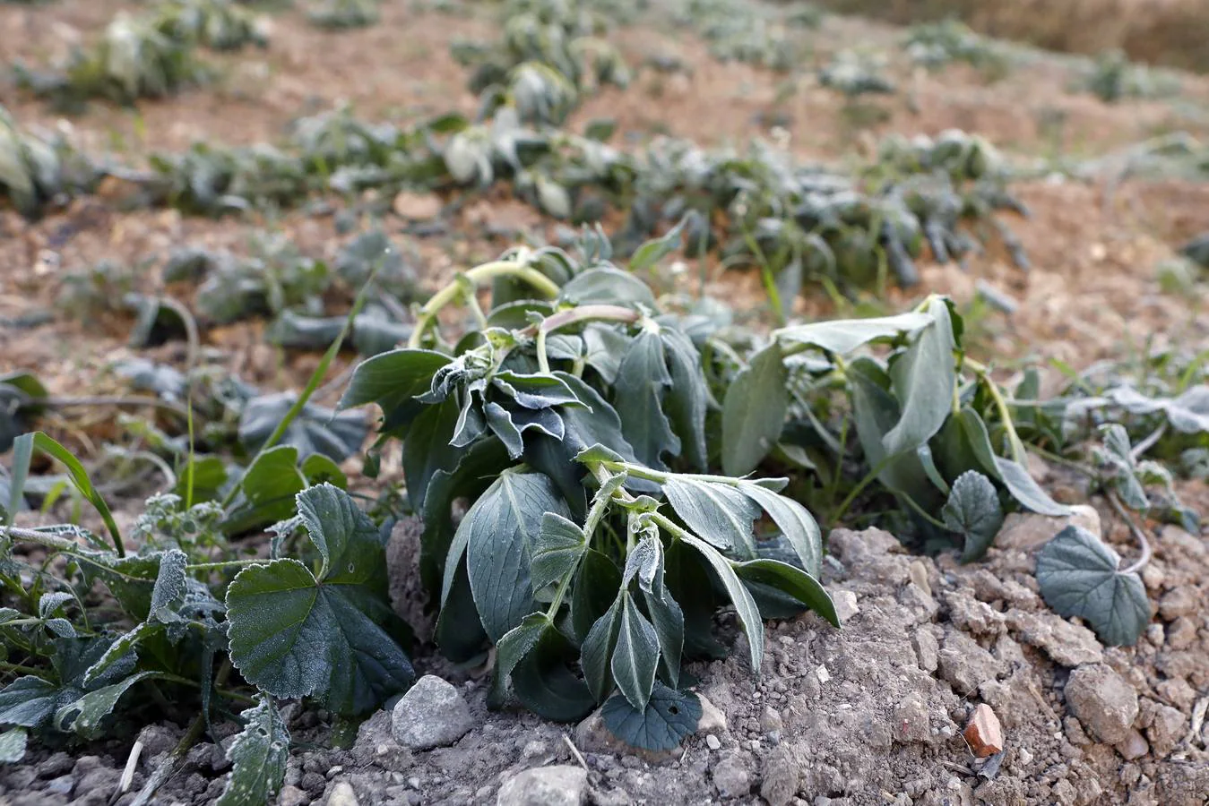Las heladas han provocado daños millonarios en los cultivos, principalmente en la zona del Guadalentín y el Campo de Cartagena 