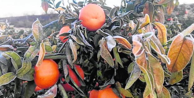 Mandarinas dañadas por las bajas temperaturas en una finca del campo murciano.