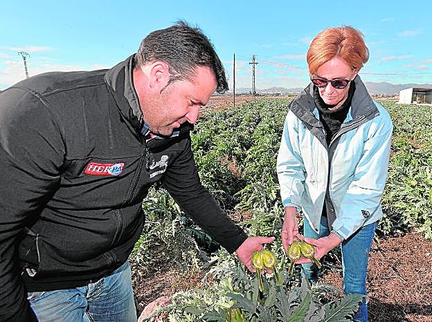 Dos técnicos agrícolas comprobando ayer los daños que las heladas causaron en una plantación de alcachofas en el campo lorquino.