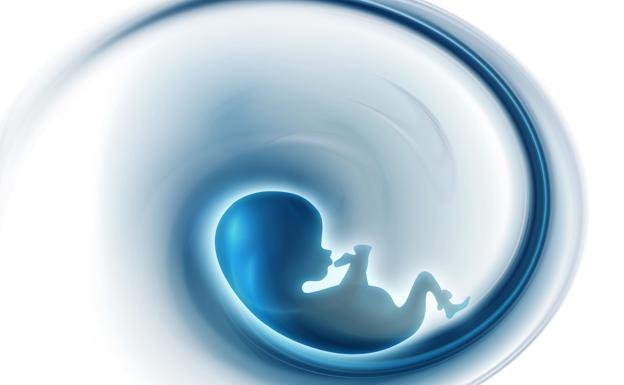 Las células inmunes en el útero ayudan a alimentar al feto durante el inicio del embarazo