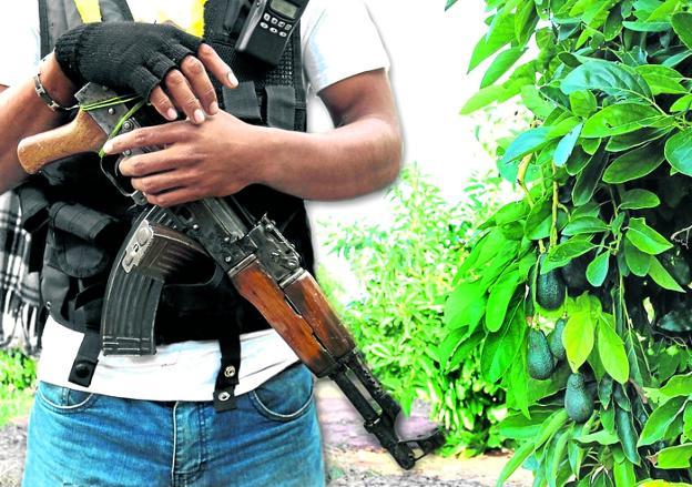 Un vigilante armado protege una plantación de aguacates en Michoacán. 