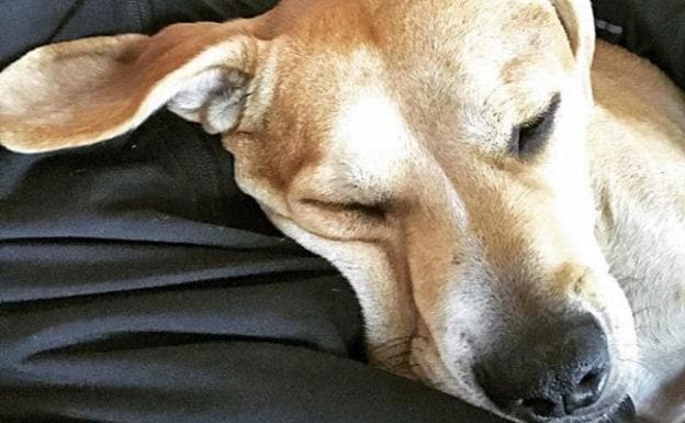 Dani Rovira comparte el trauma que vivió su perro en Nochebuena