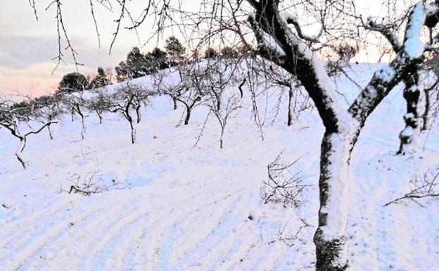 Campo de almendros cubierto por la nieve, en Lorca.