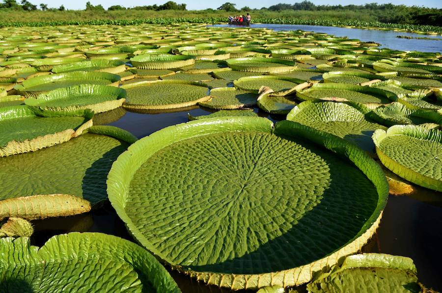 Estas plantas acuáticas son consideradas en Paraguay un tesoro nacional. Cada tres o cuatro años se produce una gran explosión poblacional y alcanzan un tamaño de metro y medio de diámetro