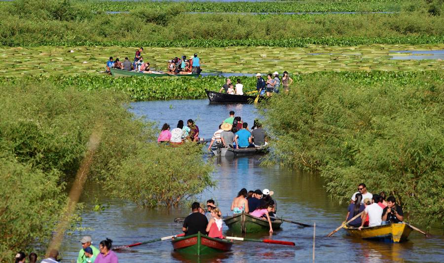 Estas plantas acuáticas son consideradas en Paraguay un tesoro nacional. Cada tres o cuatro años se produce una gran explosión poblacional y alcanzan un tamaño de metro y medio de diámetro