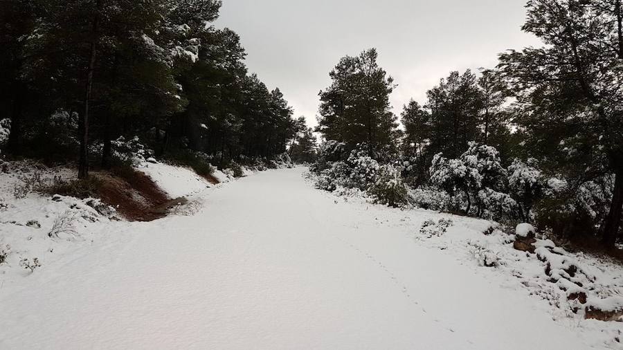 En Bullas y en Mula, la nevada también dejó los campos teñidos de blanco. 