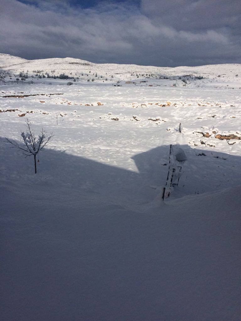 La nieve dejó una blanca estampa en Campo de San Juan (Moratalla). 