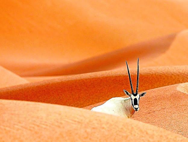 Un óryx en las dunas de Umm Al-Zamool, zona protegida de Emiratos Árabes Unidos.