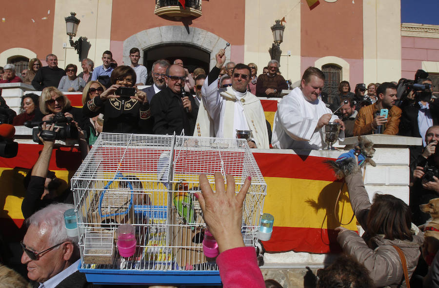 Perros, conejos, caballos y periquitos, entre otros, reciben la bendición por el día de San Antón en Cartagena. 