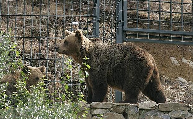 Muere la osa Tola, «icono de la recuperación de la naturaleza»