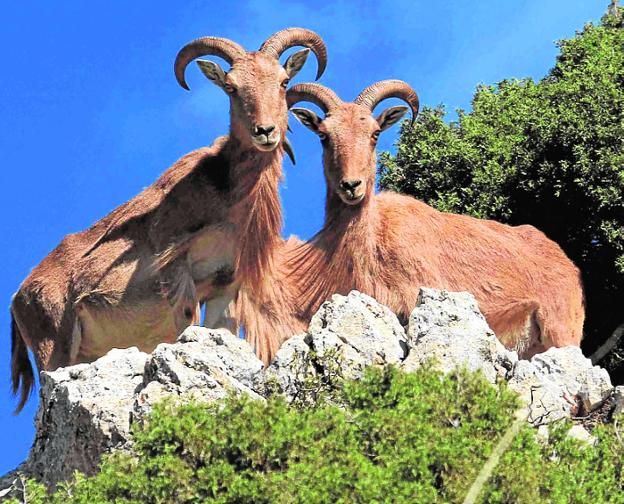 Dos hembras de arruí observan atentamente desde un risco.