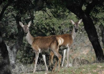 Imagen secundaria 1 - Dos machos y dos hembras de cabra montés, un muflón de Córcega y dos hembras de ciervo. 