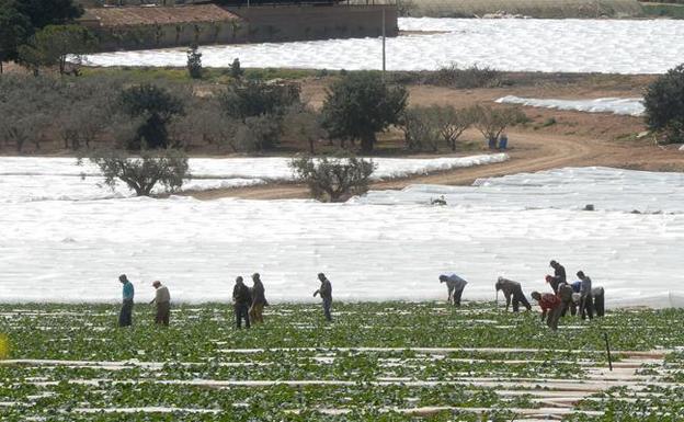  Trabajadores del campo en plena faena. 