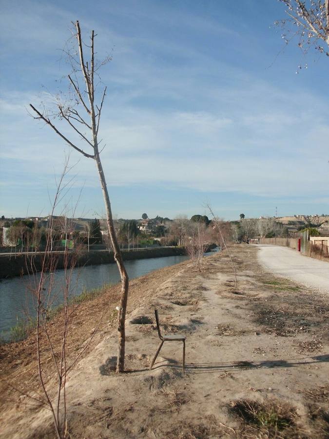 El Paseo Ribereño de Cieza es un secarral pese a que el proyecto incluía la plantación de miles de árboles. El Ayuntamiento acusa a Acuamed de entregar la obra con la vegetación seca y la empresa pública alega problemas técnicos, vandalismo y una plaga de insectos