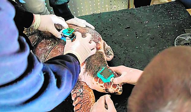 Sensores instalados en tortuga boba ('Caretta caretta'), cangrejo gigante ('Macrocheira kaempferi'), caracola ('Charonia lampas') y raya mosaico ( 'Raja undulata').