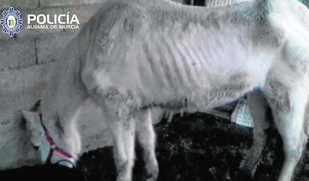 'Gitana', en el cobertizo del que fue rescatada por la Policía Local.