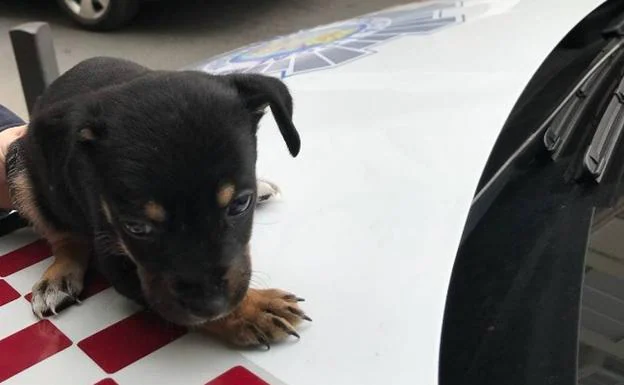 El cachorro, tras ser rescatado por la Policía Local.