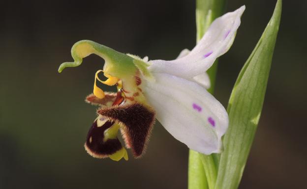Instante de autopolinización en una flor de la abeja 'Ophrys-apifera'
